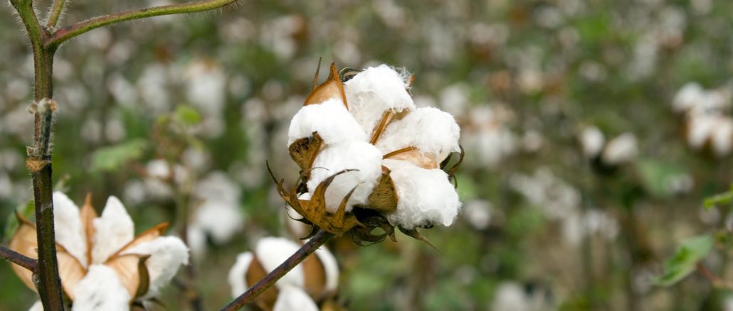 a cotton boll closeup with cotton field in background